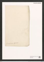 Nitzschia campechiana Grun. (de-Toni-Nr.: Genus 47, Species 2023) Zeichnungen Sammlung Grunow (NHMW-BOT-W0371798)